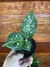 Aglaonema Neve – P11 - Eco Garden Plantas Ornamentais