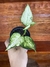 Aglaonema White Joy – P11 - comprar online