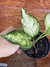 Aglaonema White Joy – P11 na internet