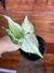 Aglaonema White Joy – P11 - Eco Garden Plantas Ornamentais