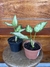 Aglaonema White Joy – P11
