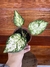 Aglaonema White Joy – P11 - loja online