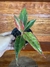 Aglaonema Siam Aurora - comprar online