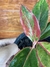 Aglaonema Siam Aurora na internet