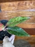 Aglaonema Siam Aurora - Eco Garden Plantas Ornamentais
