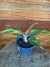 Aglaonema Siam Aurora - loja online