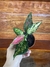 Aglaonema Pink Valentine P11 – Mini Plantas