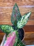 Aglaonema Pink Valentine P11 – Mini Plantas - Eco Garden Plantas Ornamentais