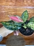 Aglaonema Pink Valentine P11 – Mini Plantas na internet