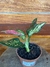 Aglaonema Pink Valentine P11 – Mini Plantas - comprar online