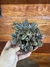 Pilea Spruceana C13 – Mini Plantas - Eco Garden Plantas Ornamentais