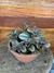 Pilea Spruceana C13 – Mini Plantas
