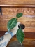 Alocasia Pink P11 – Mini Plantas - comprar online