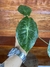 Alocasia Pink P11 – Mini Plantas na internet