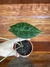 Alocasia Pink P11 – Mini Plantas - Eco Garden Plantas Ornamentais