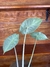 Alocasia Pink P11 – Mini Plantas - loja online