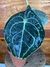 Anthurium Clarinervium – P15 na internet