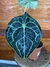 Anthurium Clarinervium – P15 - Eco Garden Plantas Ornamentais