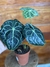 Anthurium Clarinervium – P15 - loja online
