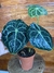 Anthurium Clarinervium – P15