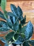 Zamioculca Black – P11 - Eco Garden Plantas Ornamentais