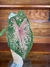 Caladium Pink Beauty P15 - loja online