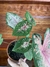 Caladium Pink Beauty P15 na internet