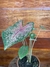 Caladium Pink Beauty P15 - comprar online
