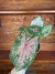 Caladium Pink Beauty P15