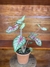 Caladium Rhapsody – P15 - Eco Garden Plantas Ornamentais