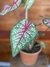 Caladium Rhapsody – P15 na internet
