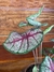 Imagem do Caladium Rhapsody – P15