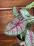 Caladium Rhapsody – P15 - comprar online
