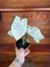 Caladium White Christimas - loja online