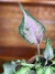 Caladium Sweetheart – P15 - Eco Garden Plantas Ornamentais