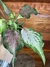 Caladium Sweetheart – P15 - comprar online