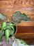 Caladium Sweetheart – P15 na internet