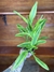 Bambu da Sorte Amarelo - P11 - Eco Garden Plantas Ornamentais