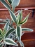 Bambu da Sorte Albo Variegata - P11 - Eco Garden Plantas Ornamentais