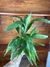 Bambu da Sorte - P11 - Eco Garden Plantas Ornamentais