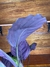 Imagem do Calathea Medallion – P17