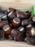 Mates