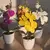 Orquídea Borboleta Bonsai