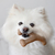 Benebone Wishbone na internet