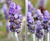 Jabón artesanal lavanda APAPACHO en internet