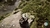 Sons of the Forest - comprar online