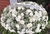 Coroa de Flores de Luxo - Lírios, Rosas, Crisântemo e Gipsofila