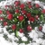 Imagem do Coroa de Flores com Crisântemos e Rosas Vermelhas