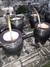 Mates Imperiales de Calabaza