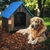 Casa para perros Grandes